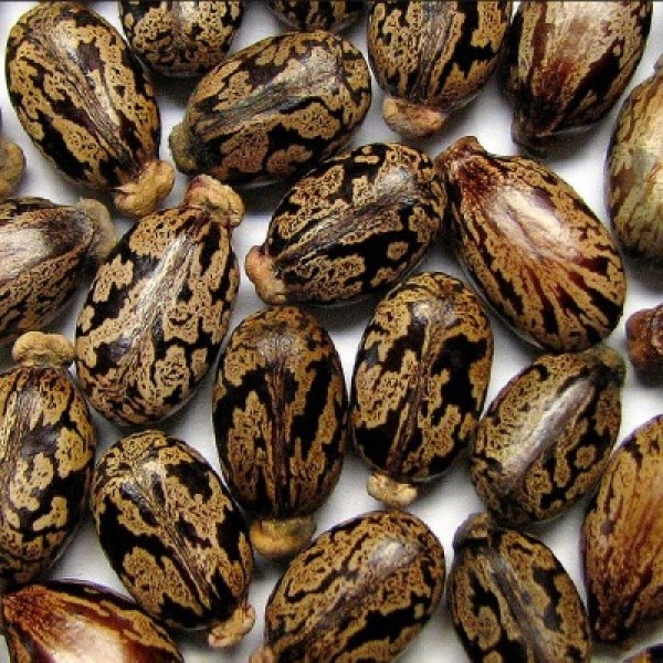 Ricinus Communis, Castor Oil Plant, Arandi - Seeds (1Kg)